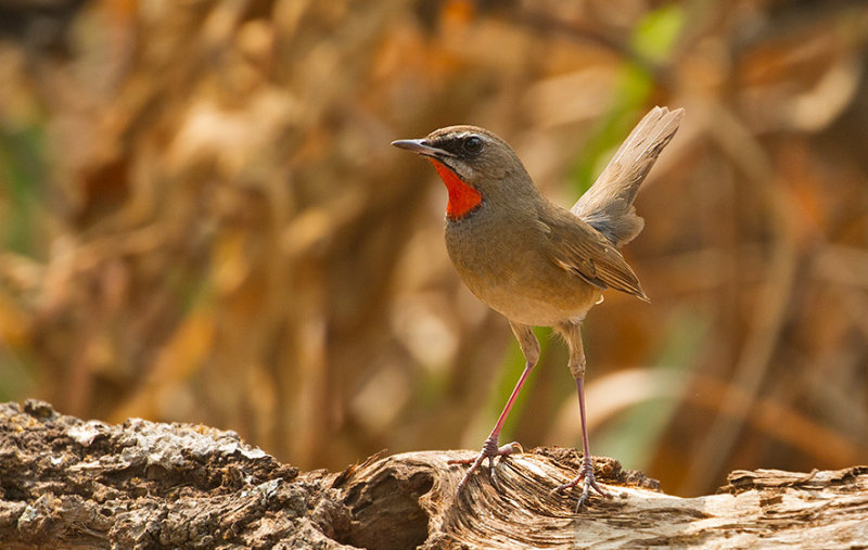 Siberian Rubythroat