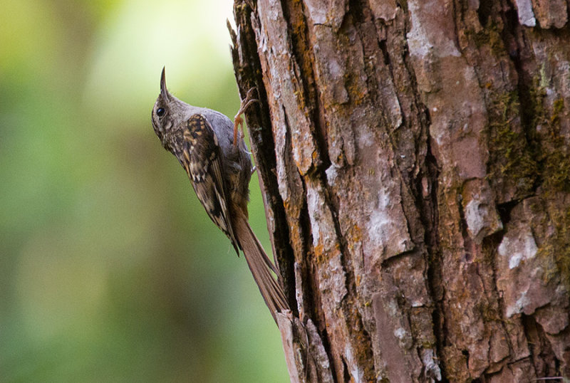 Hume's Treecreeper