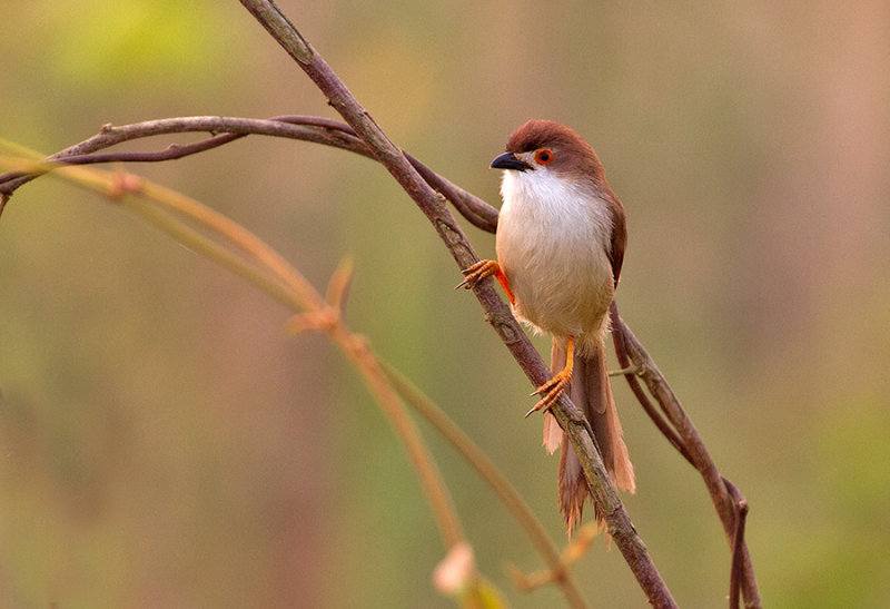 Yellow-eyed Babbler