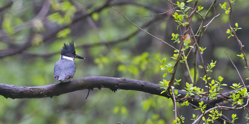 Belt Kingfisher