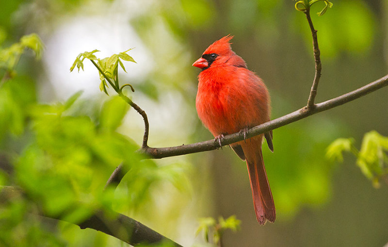 Northern Cardinal