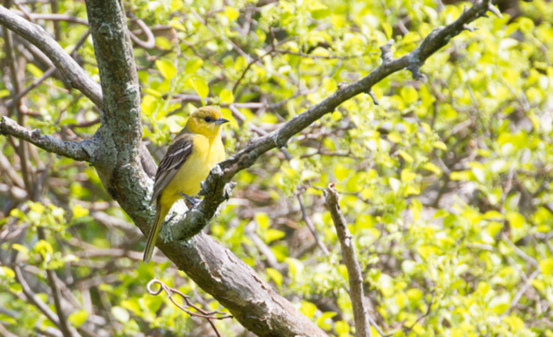 Orchard Oriole, fem