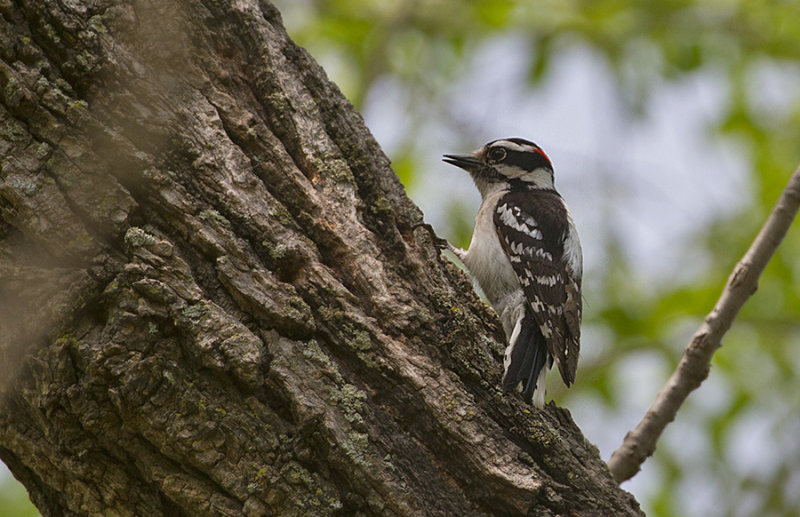 Dawny Woodpecker