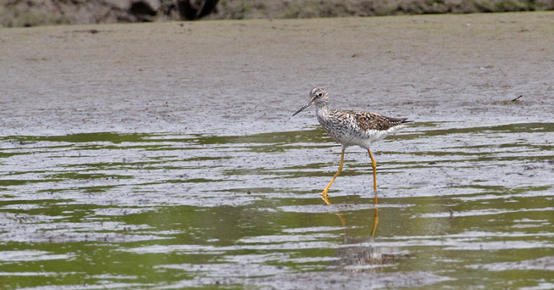 Greater Yellowlegs