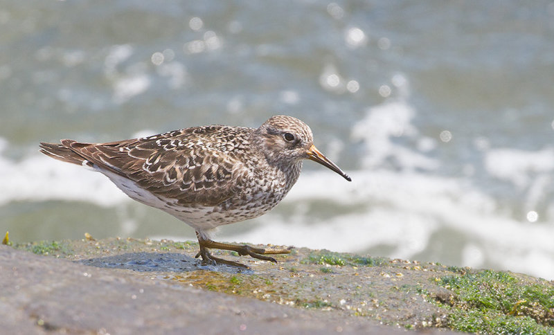 Purple Sandpiper