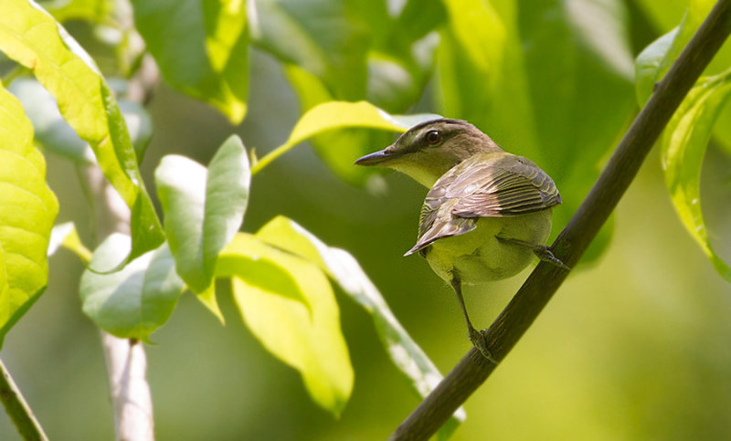 Red-eyed Vireo