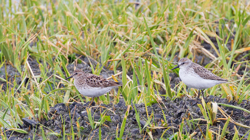 Least and Semi-palmated Sandpipers