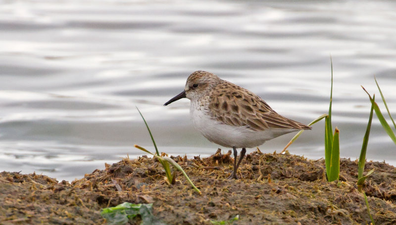 Semi-palmated Sandpiper