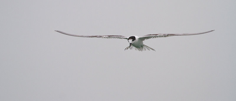 Common Tern