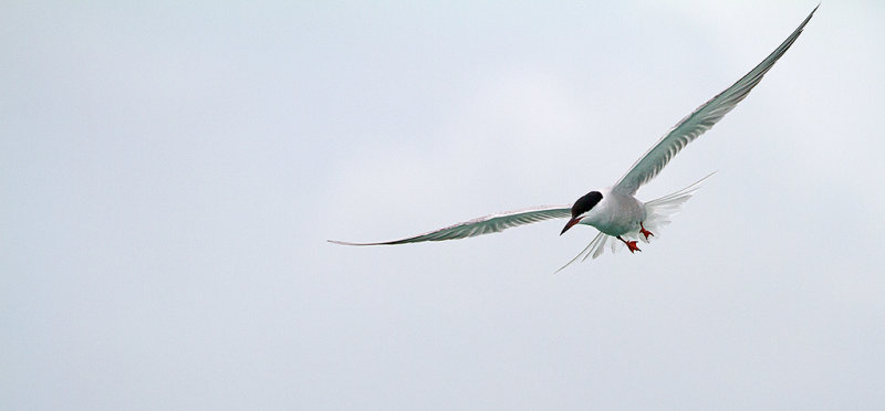 Common Tern