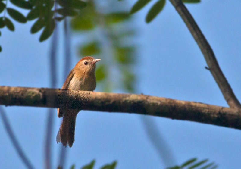 Rufous-fronted Babbler