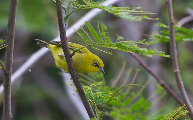 Indian White-eye