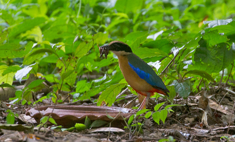 Blue-winged Pitta