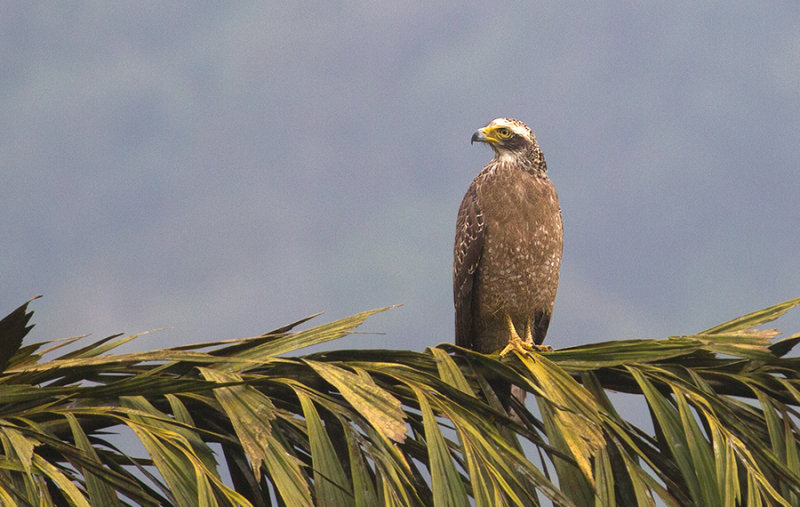 Crested Serpent-Eagle