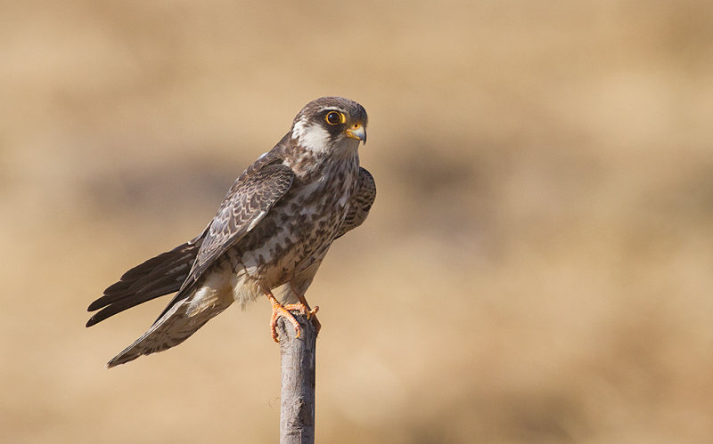 Amur Falcon