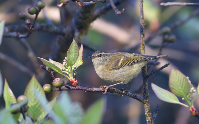 Buff-barred Leaf Warbler