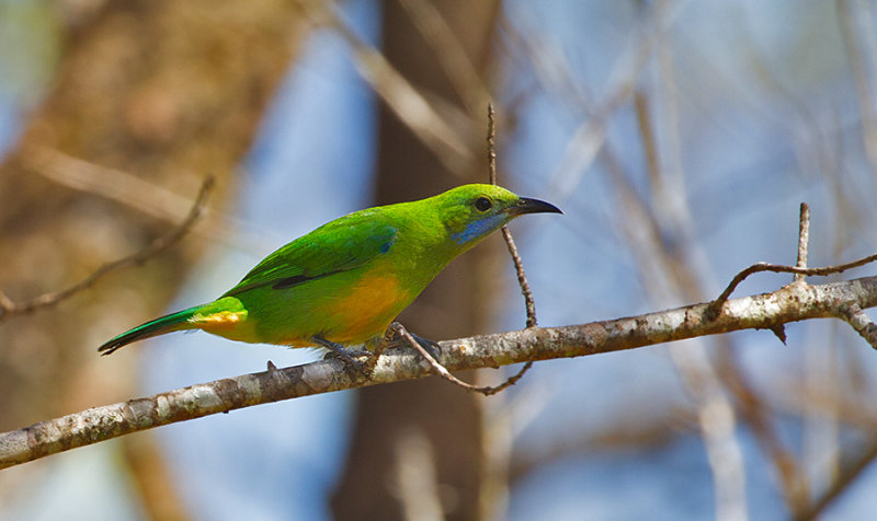 Orange-bellied Leafbird