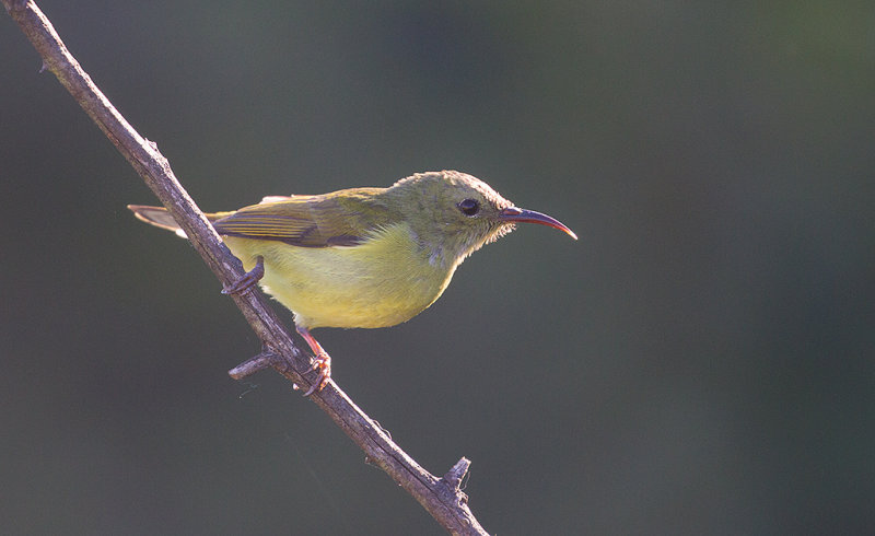 Green-tailed Sunbird, female