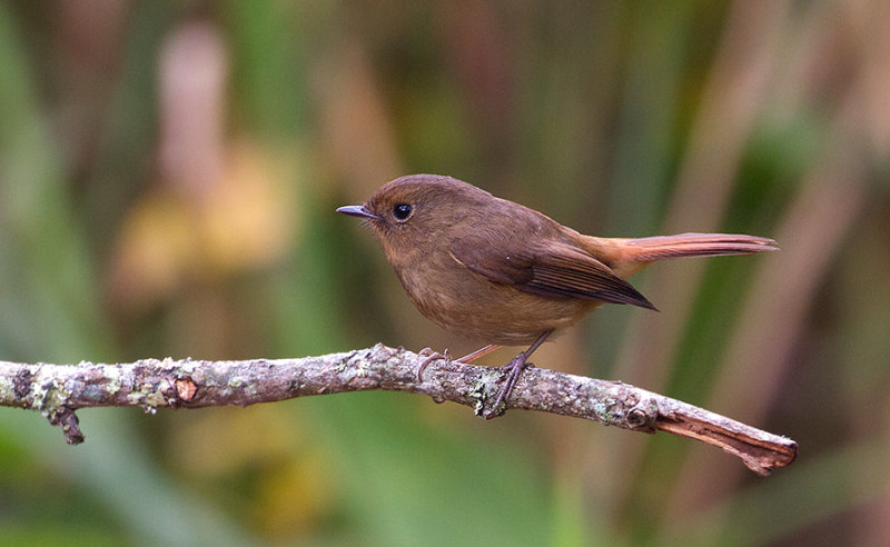 Slaty-blue Flycatcher, fem