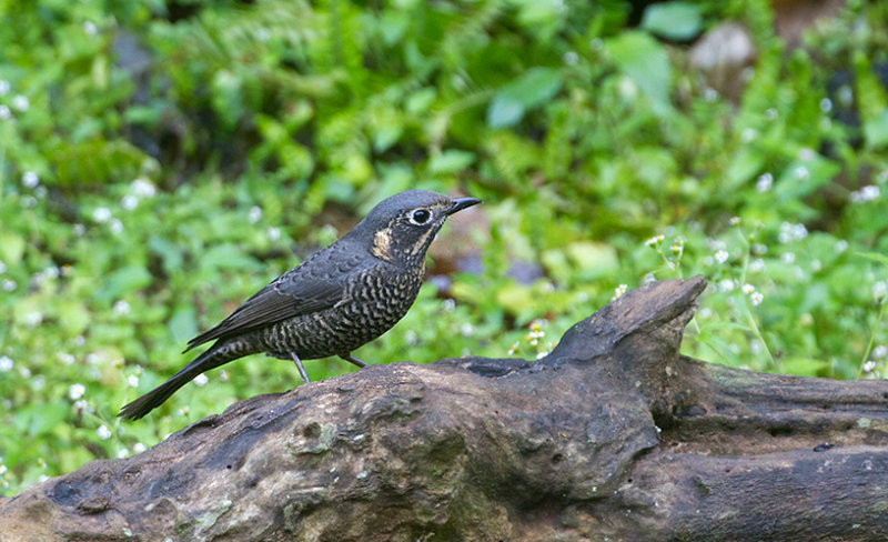 Chestnut-bellied Rockthrush, fem