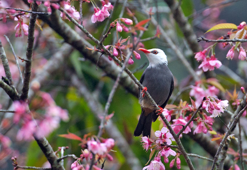 White-headed Bulbul