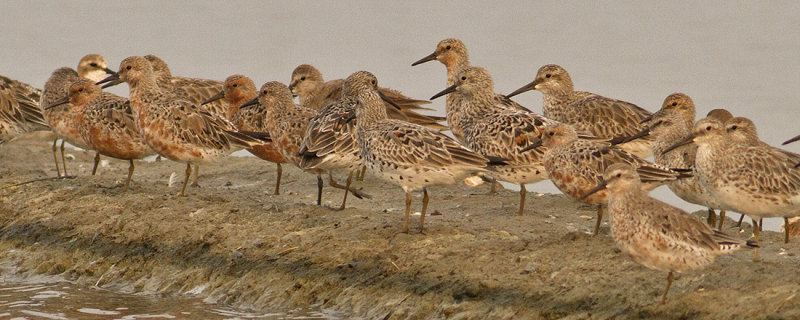 Great & Red Knots