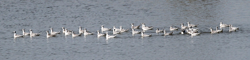 Red-necked Phalaropes