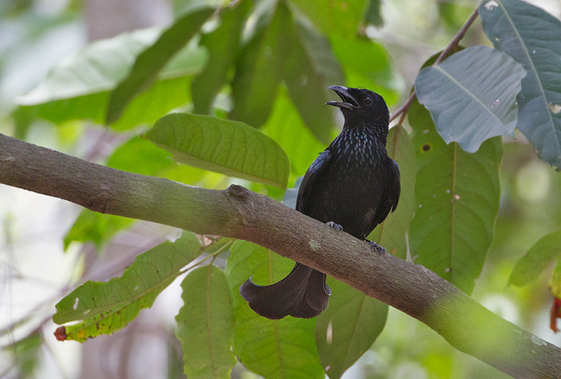 Spangled Drongo (Hair crested)