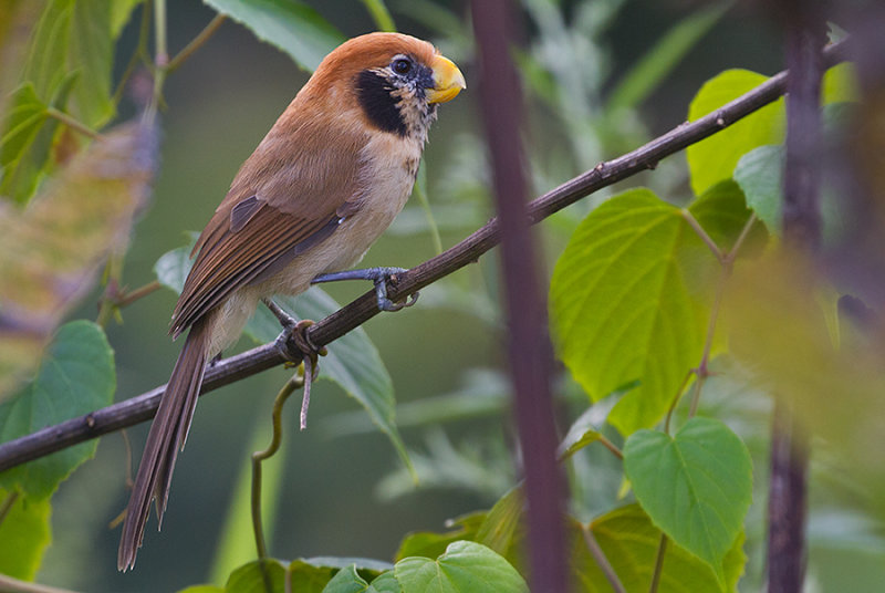 Spot-breasted Parrotbill