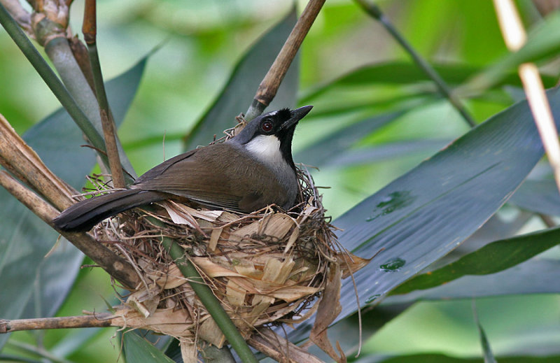 Black-throated Laughingthrush