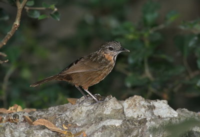 Rufous Wren Babbler