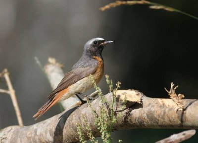 Common Redstart (Rdstjrt)