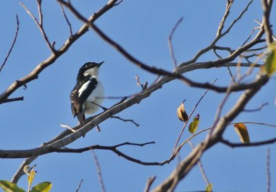 White-bellied Chat