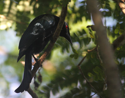 Wallacean Drongo [Dicrurus densus]