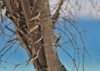 Zebra Finches