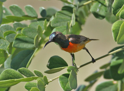 Flame-breasted Sunbird