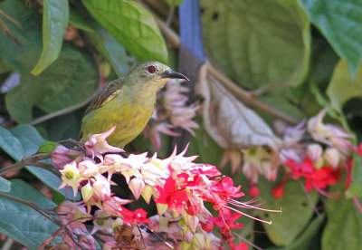 Brown-throated Sunbird