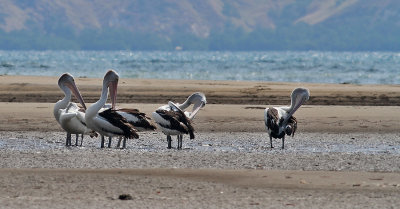 Australian Pelicans