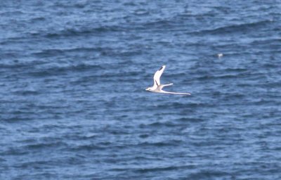 White-tailed Tropicbird