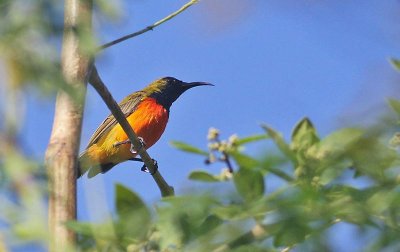 Flame-breasted Sunbird