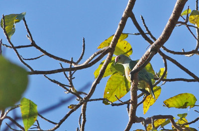 Rose-crowned Fruit Dove