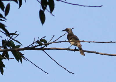 Timor Friarbird