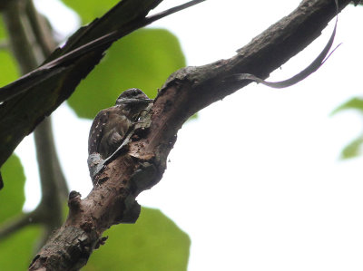 Sulawesi Pygmy Woodpecker