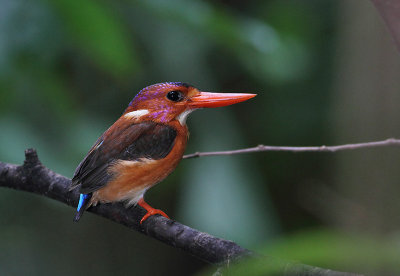 Sulawesi Dwarf Kingfisher