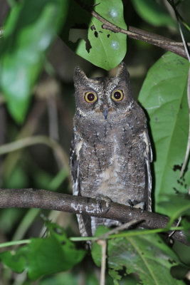  Sulawesi scops owl (Otus manadensis)