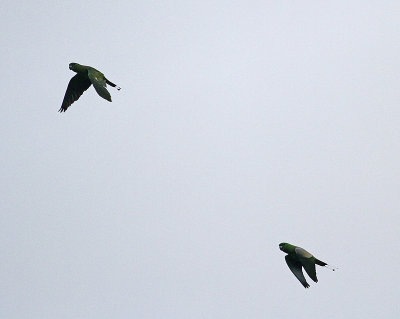 Yellow-breasted Racquet-tail