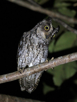 Moluccan Scops Owl