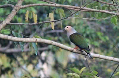 Cinnamon-bellied Imperial Pigeon