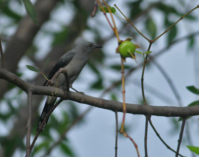 Wood Shrikes, Cuckoo Shrikes, Triller