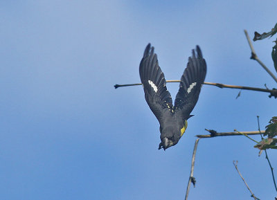 Spot-winged Grosbeak